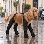 Cocker spaniel con las botas con tirantes VirelPet paseando por una calle mojada